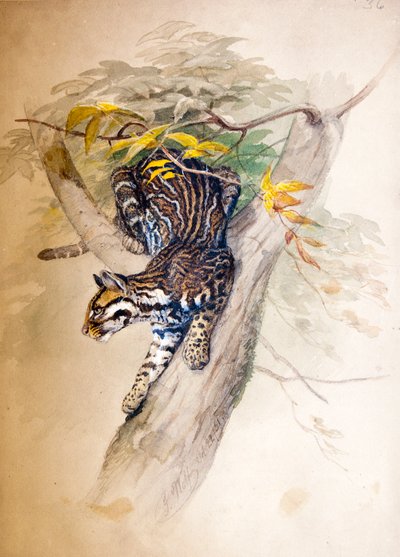Ocelot, 1851-52 by Joseph Wolf